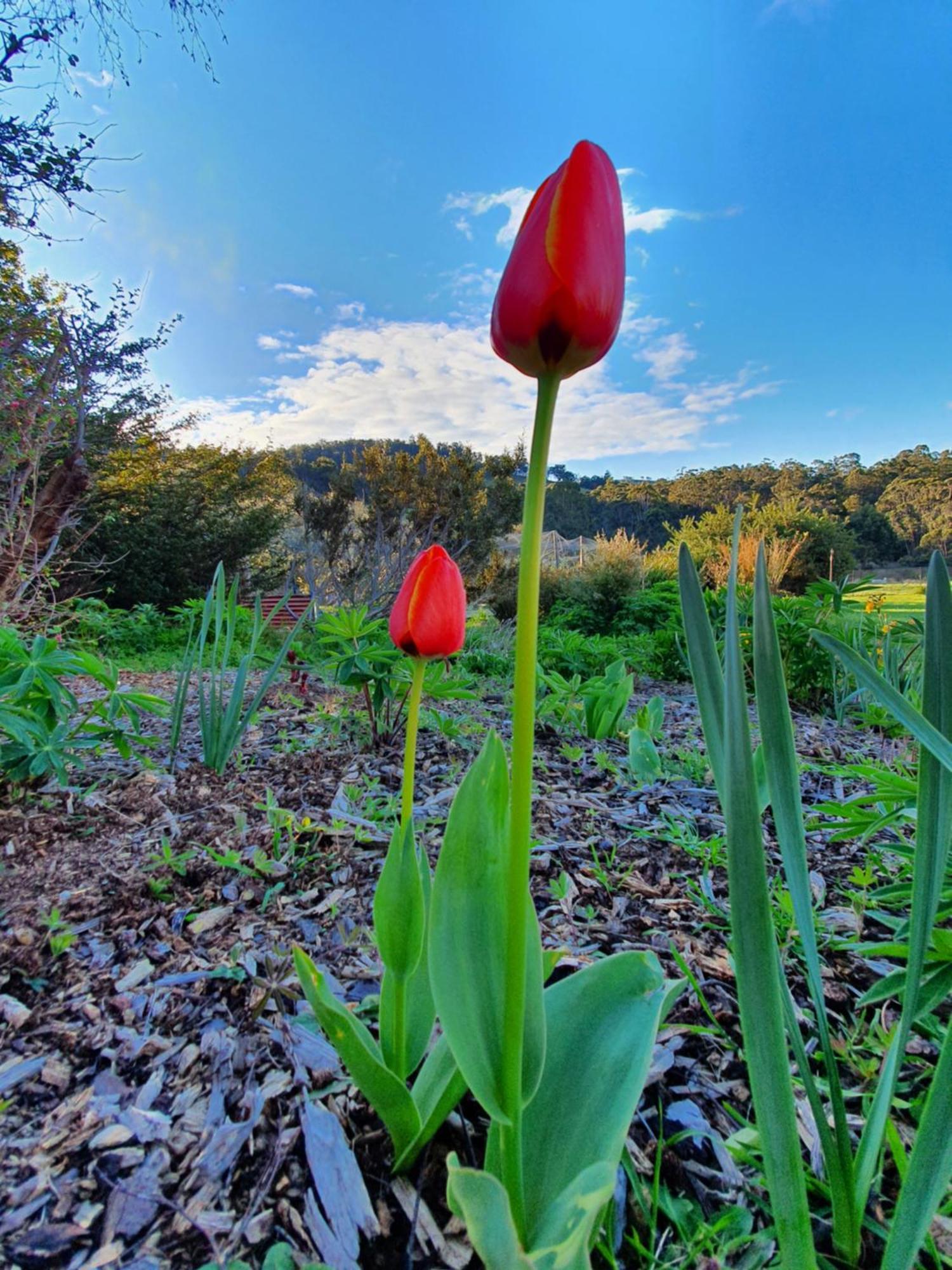 Hamlet Downs Country Accommodation Fentonbury Экстерьер фото