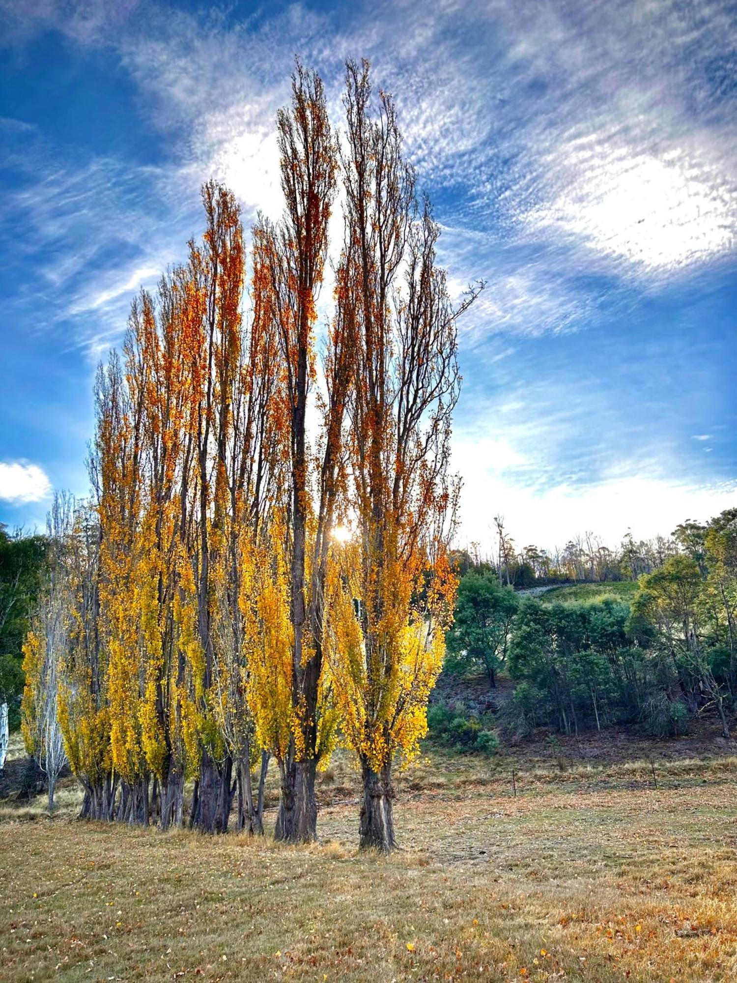 Hamlet Downs Country Accommodation Fentonbury Экстерьер фото