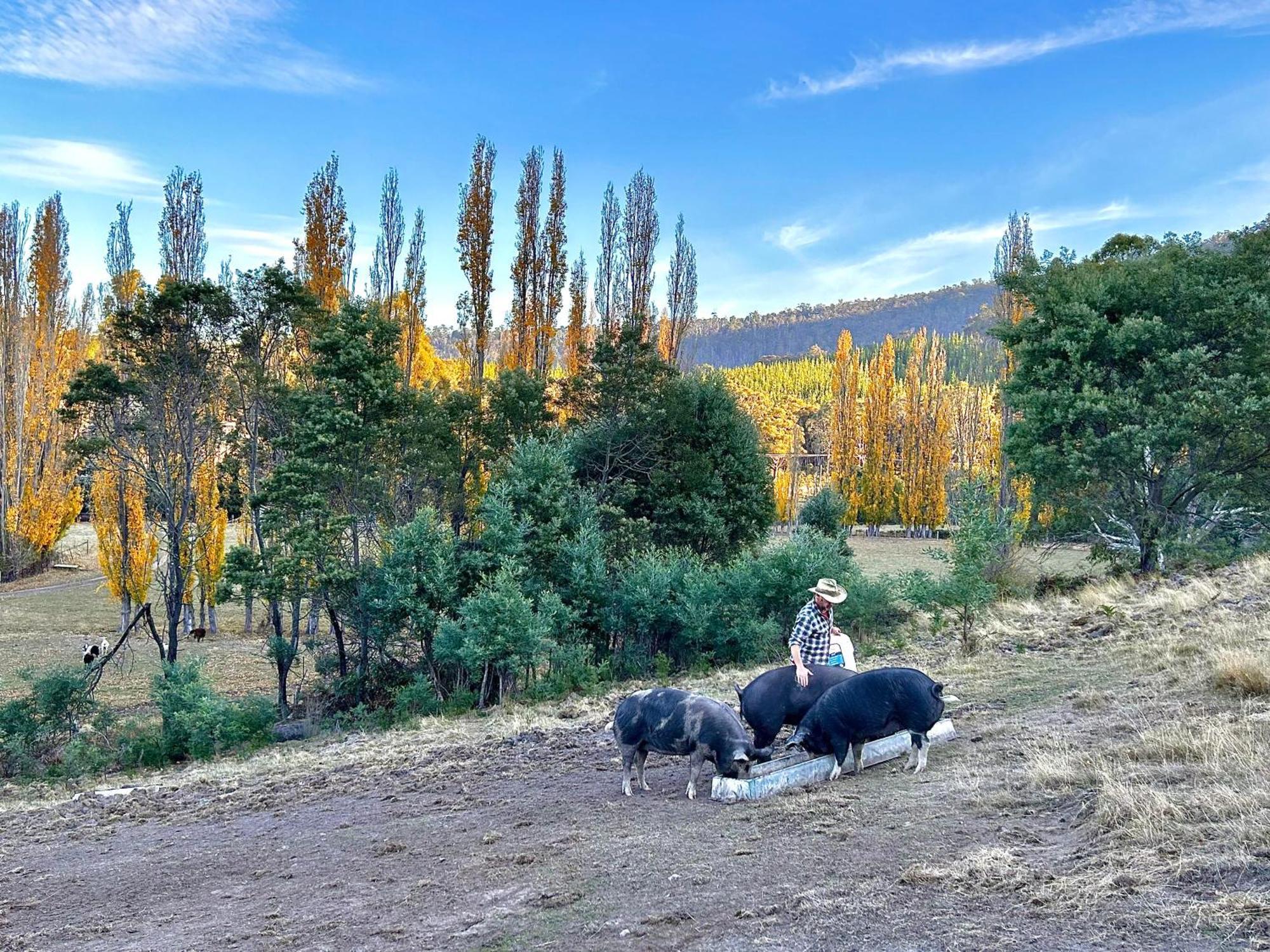 Hamlet Downs Country Accommodation Fentonbury Экстерьер фото