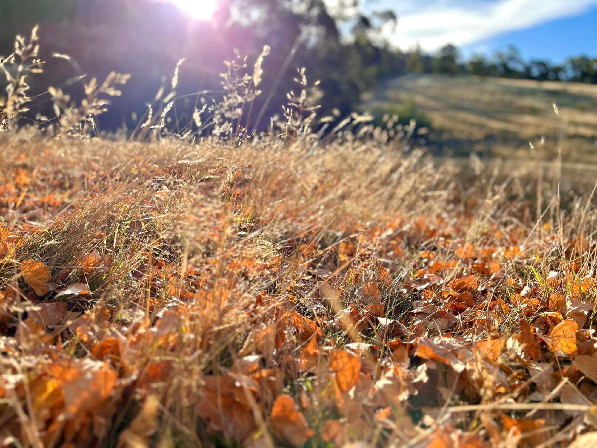 Hamlet Downs Country Accommodation Fentonbury Экстерьер фото