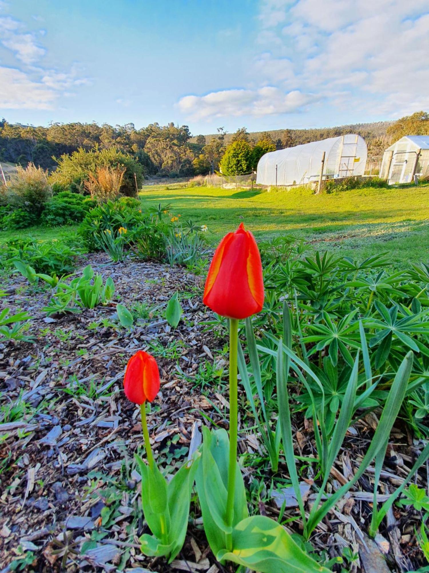 Hamlet Downs Country Accommodation Fentonbury Экстерьер фото