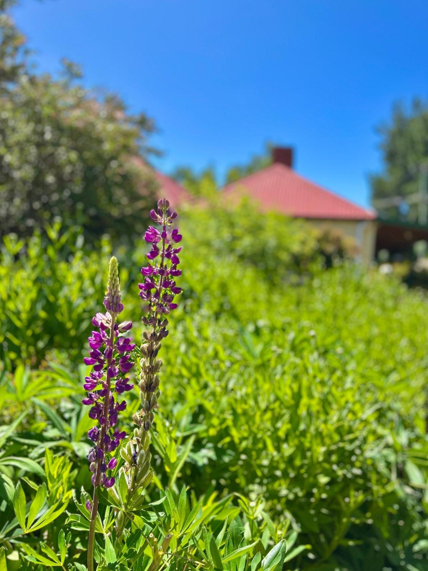 Hamlet Downs Country Accommodation Fentonbury Экстерьер фото
